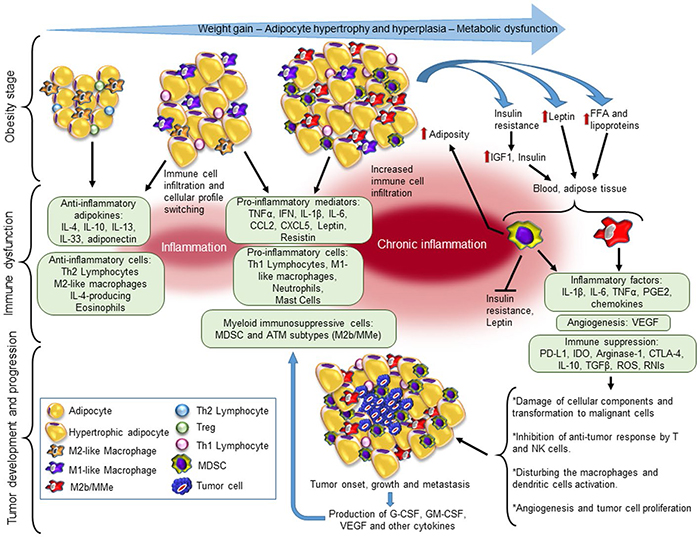 Lsu Health New Orleans Describes A Causal Mechanism Of Link Between Cancer And Obesity